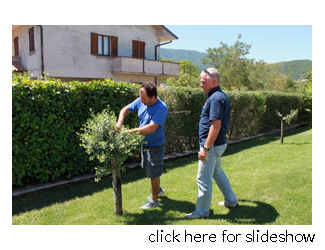 Roberto looks over an olive tree with a Cagli client.